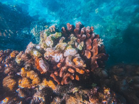 Colorful coral reef in a clear underwater setting showcasing marine biodiversity.