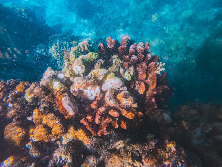 Coral Reef Underwater