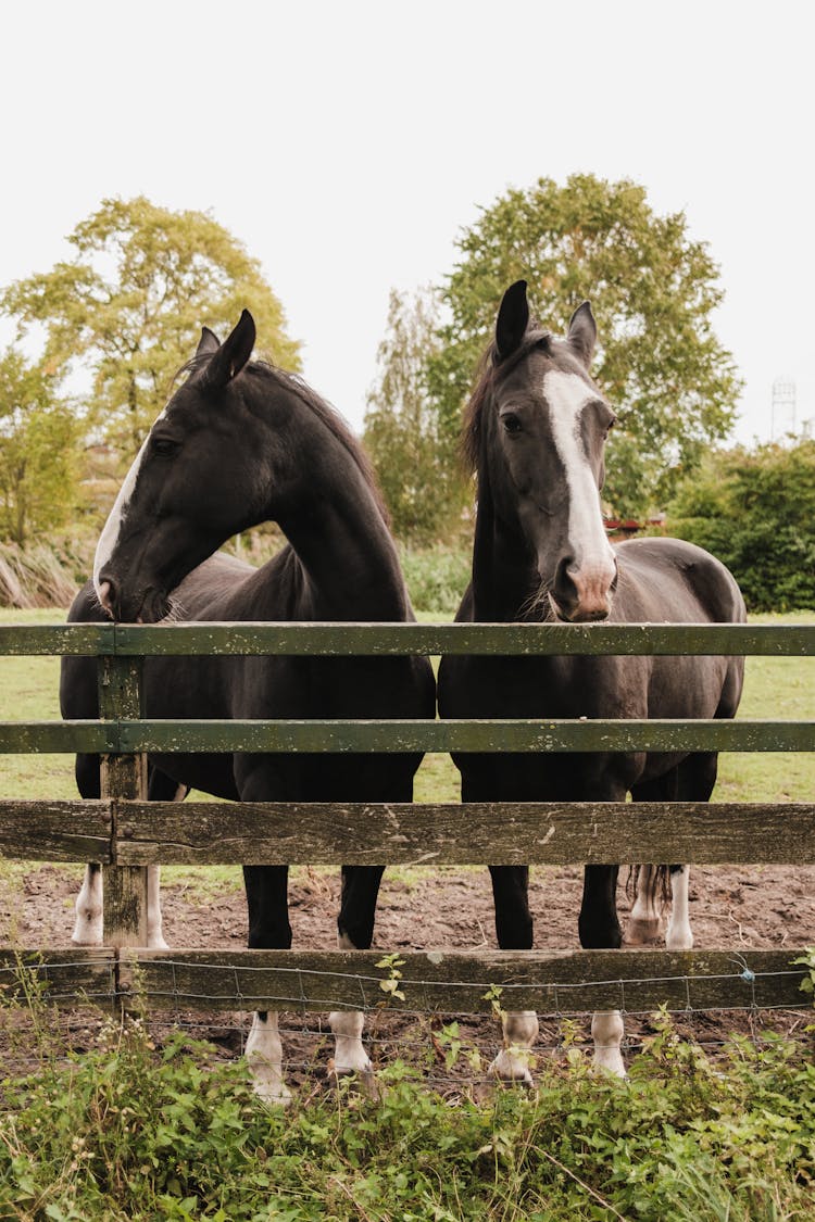 Horses Behind Fence