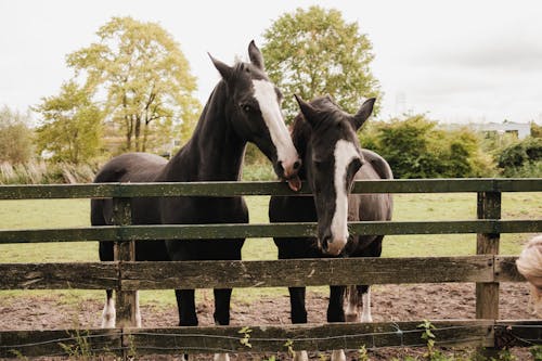 atlar, Çiftlik, hayvanlar içeren Ücretsiz stok fotoğraf