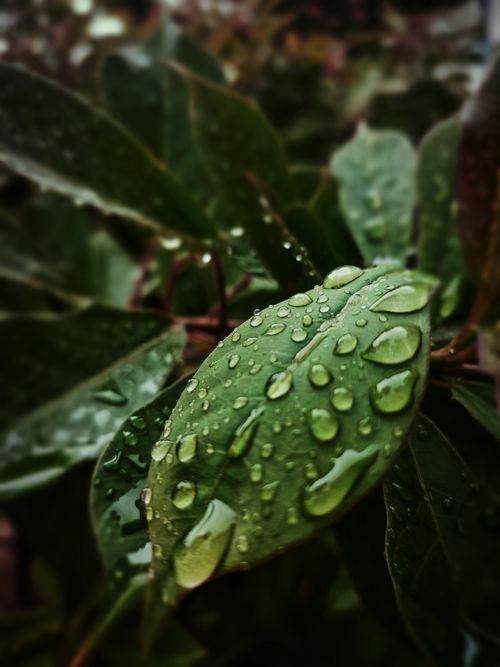 Free Vivid close-up image showcasing dewdrops on lush green leaves, highlighting nature's beauty. Stock Photo