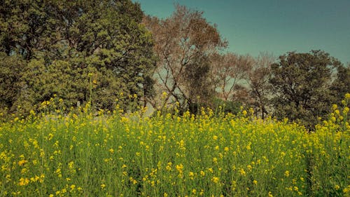 phool, 冬季, 動物養殖 的 免費圖庫相片