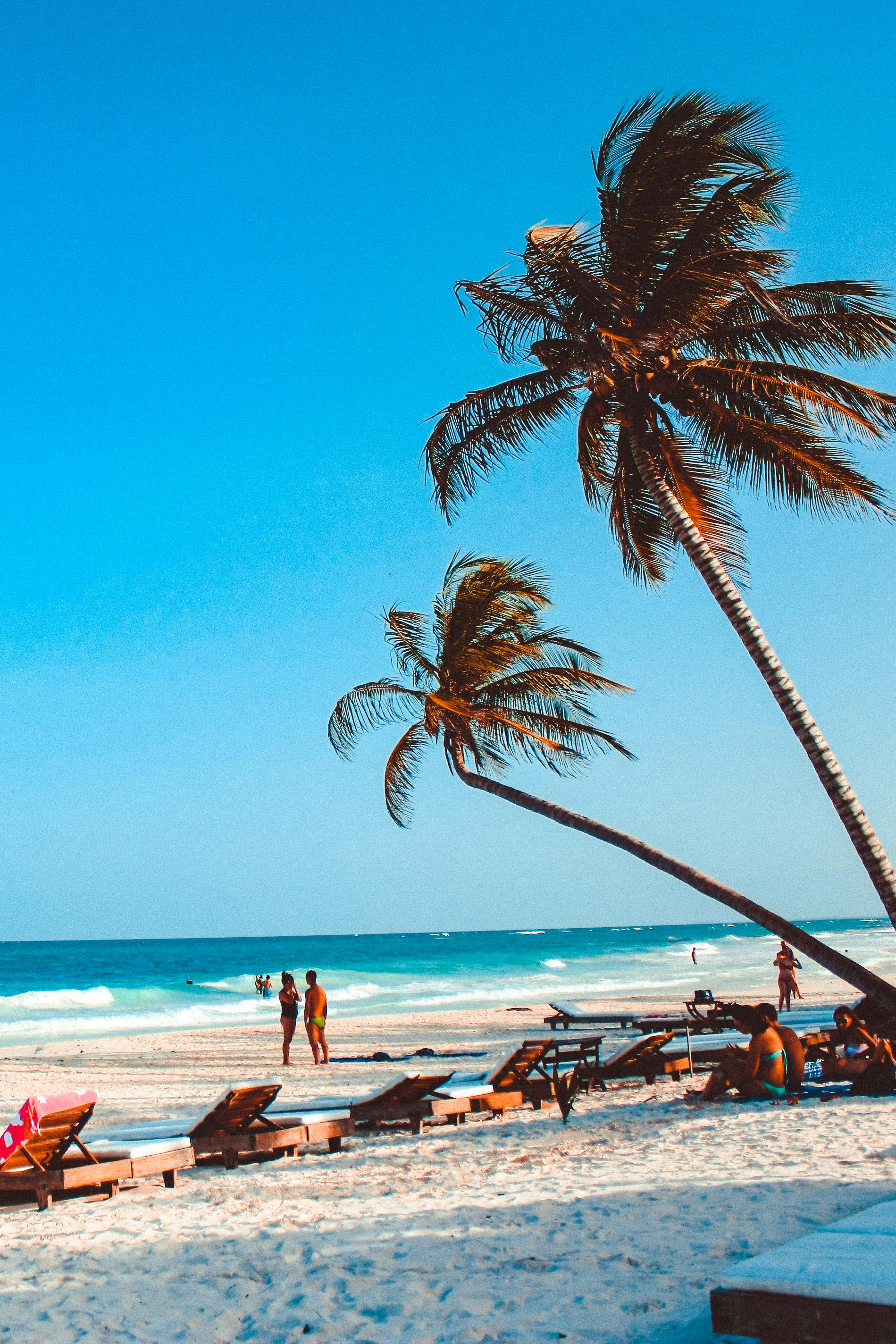 green palm trees on seashore