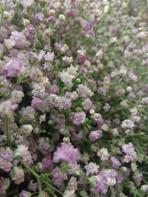 Free stock photo of flowers, gypsophila, purple flowers