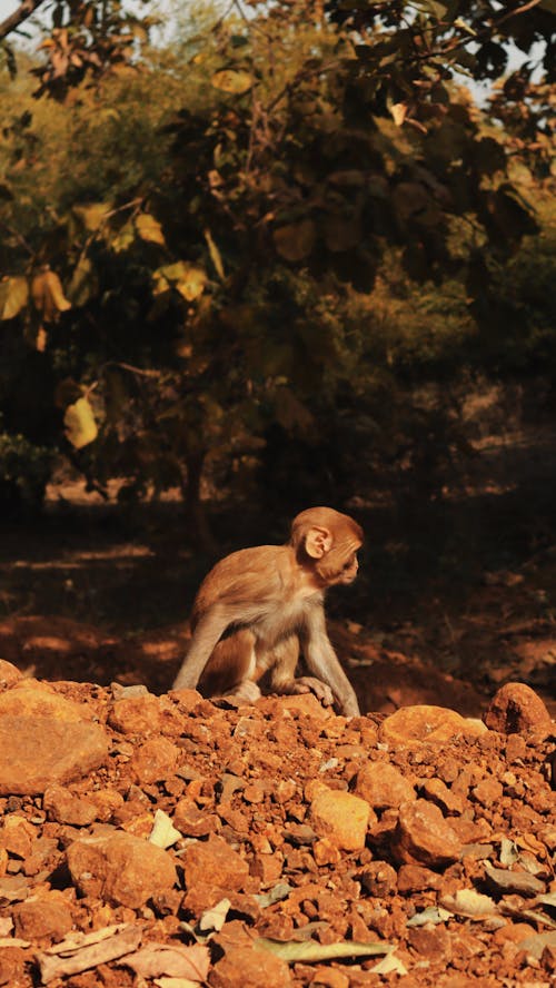 Baby Monkey on Stones on Ground