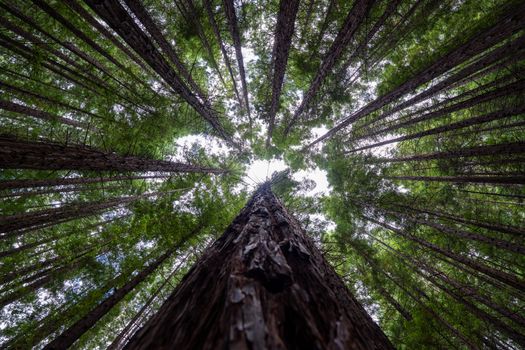 View of towering redwood trees from the forest floor with a sunlit canopy.