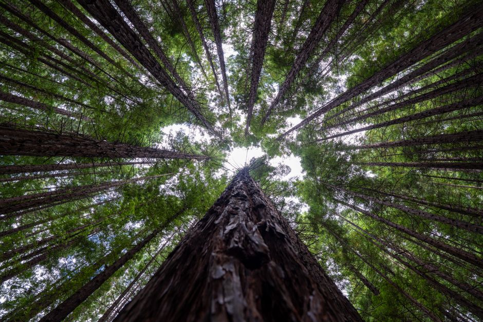 dawn redwood dawn redwood