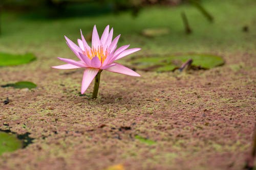 Immagine gratuita di fiore, fiore di loto, focus selettivo