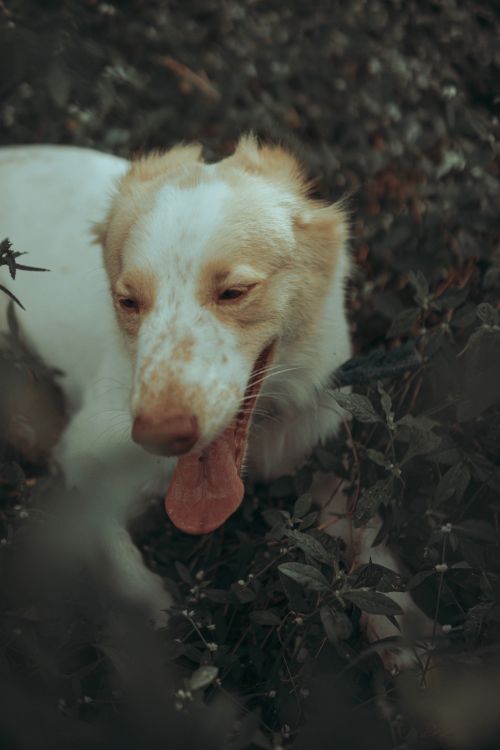 Free Portrait of a cheerful dog with its tongue out, surrounded by lush greenery. Stock Photo