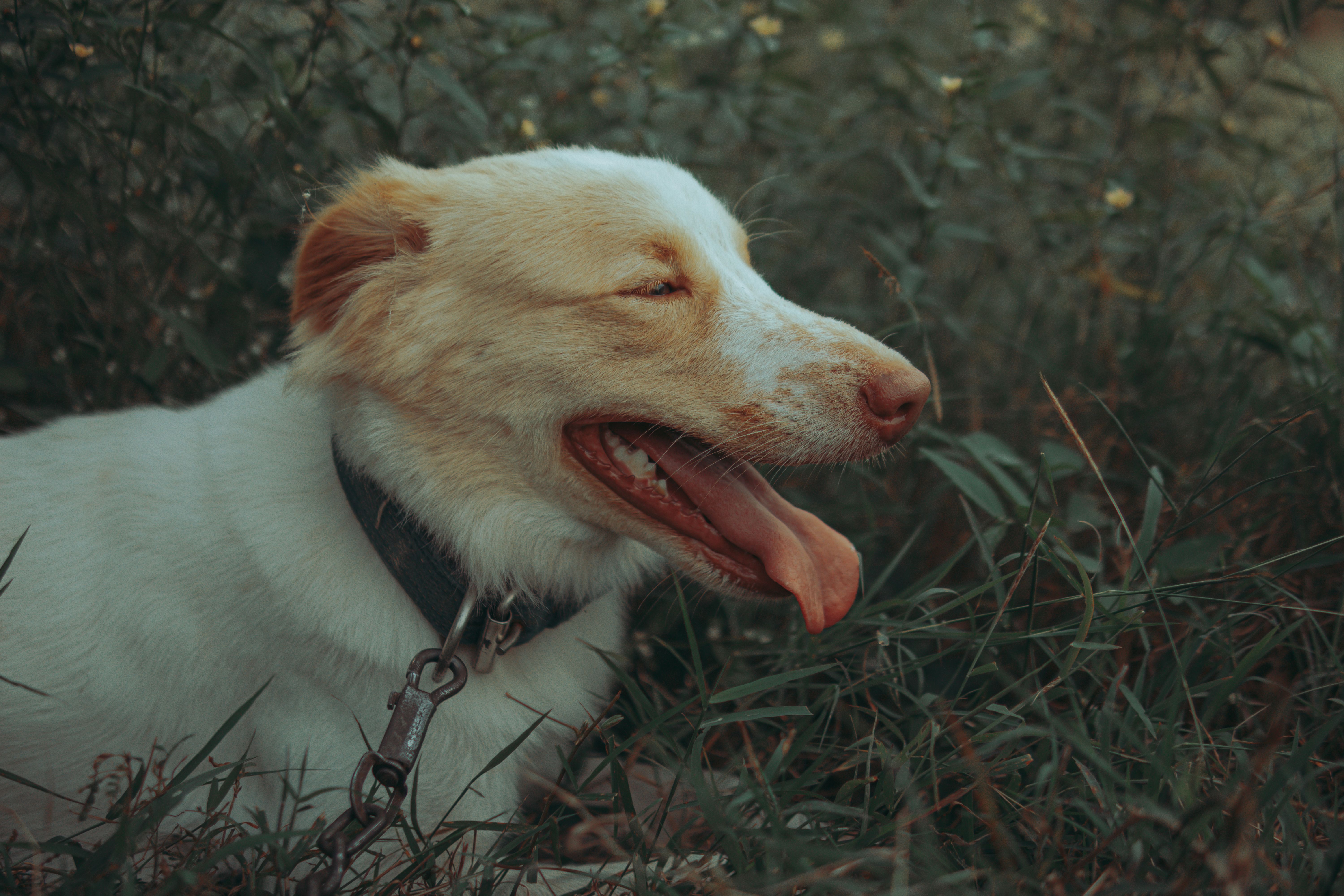 A dog laying in the grass with its tongue out · Free Stock Photo