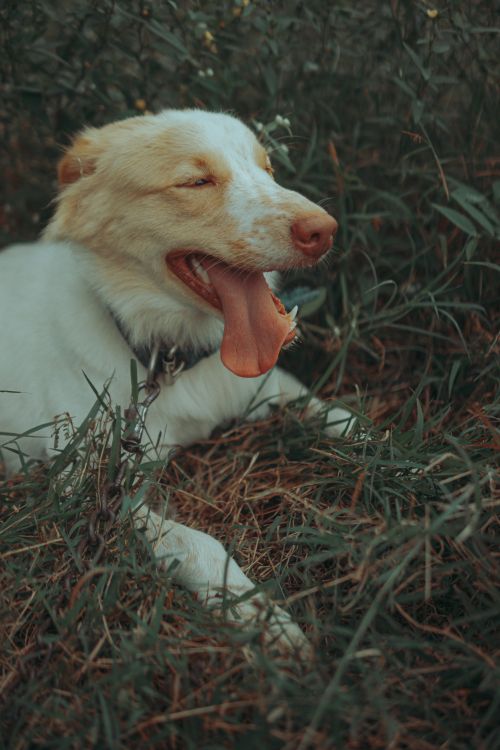 Free A relaxed dog with its tongue out lying in lush grass, capturing a peaceful moment. Stock Photo