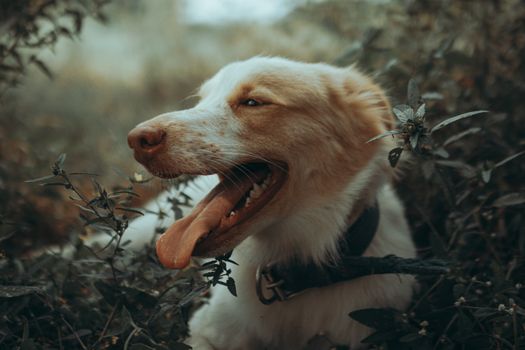 Charming image of a happy dog panting with open mouth in dense greenery, capturing a playful moment.