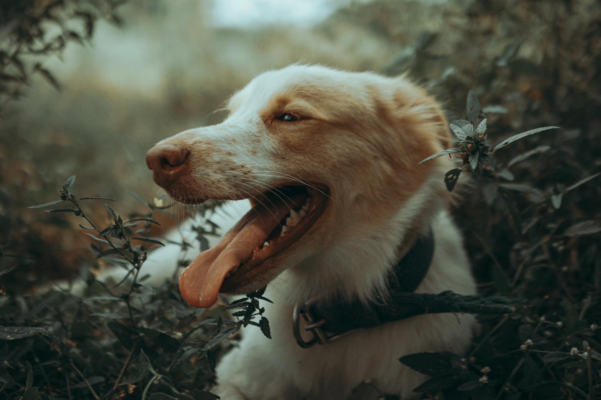 Close-up of a Dog Pulling Out His Tongue