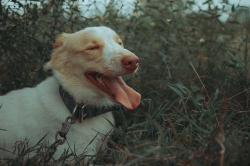Free A cheerful dog with tongue out amidst lush green leaves and shrubs in a forest setting. Stock Photo