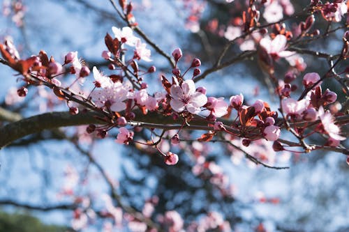 Селективный фокус фотографии розовых цветков сакуры