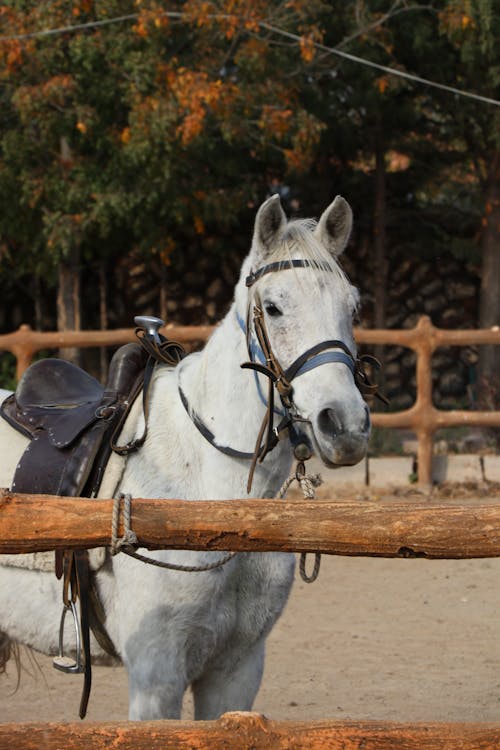 Fotos de stock gratuitas de caballo blanco, cerca, corral