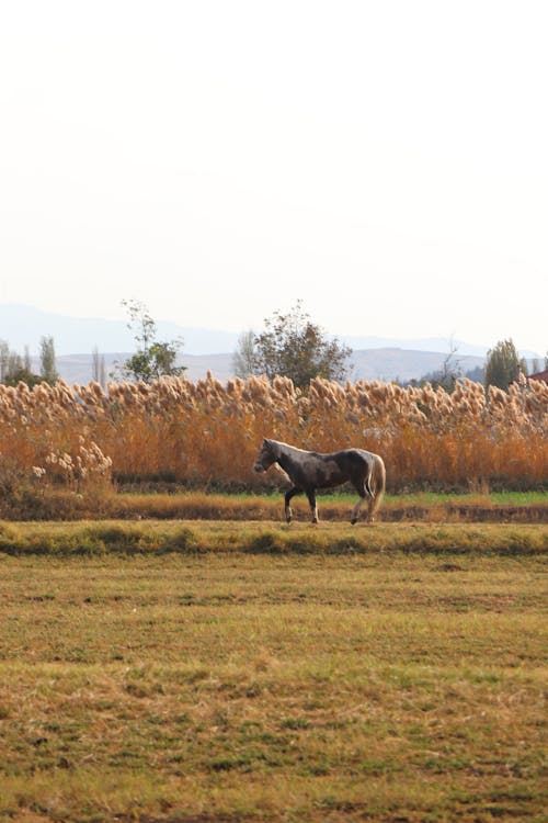 Horse on Field