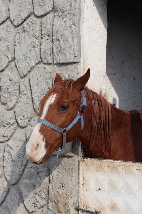 Free Close-up portrait of a brown horse with a blue halter in a stable doorway. Stock Photo