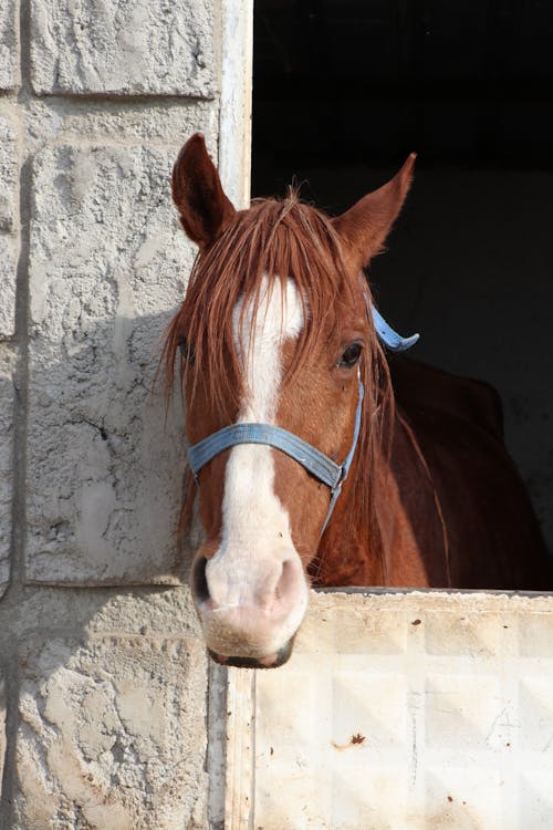 A horse looking out of a window with a blue bridle