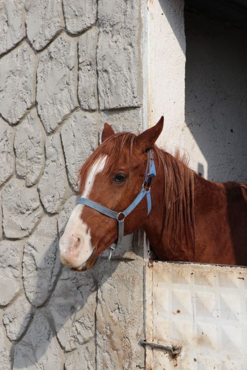 Free Close-up of a brown horse in a stable with a blue halter, leaning on a stone wall. Stock Photo