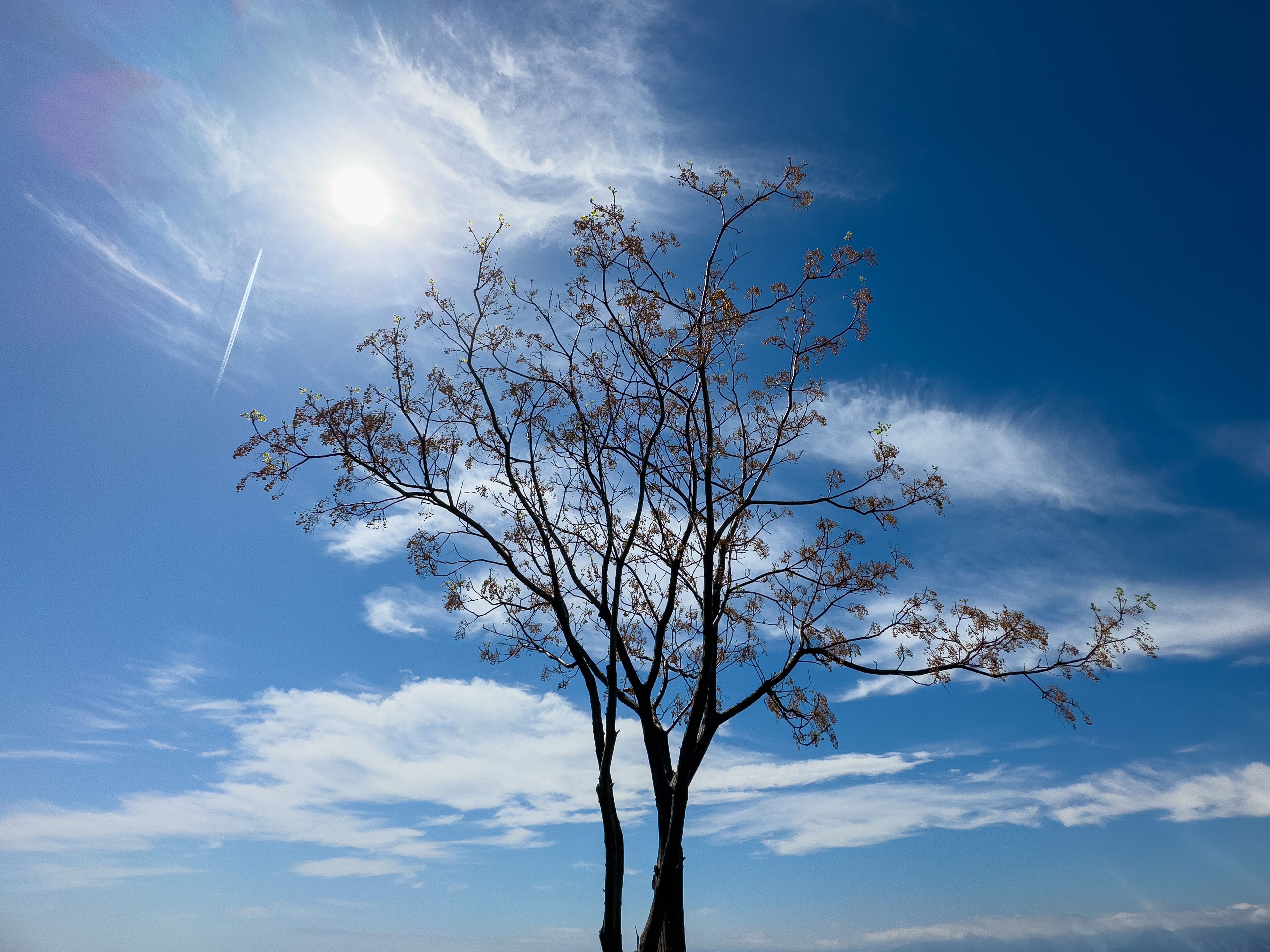 Solitary tree standing against a vibrant blue sky with sun and wispy clouds.