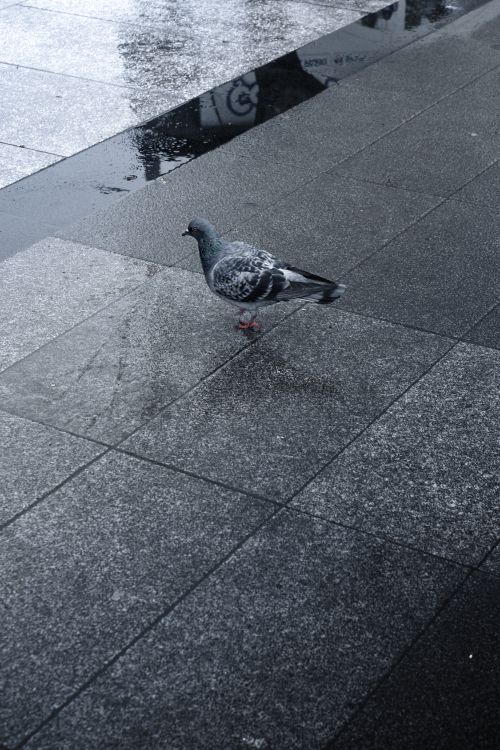Free A lone pigeon stands on a wet city pavement, reflecting urban wildlife. Stock Photo