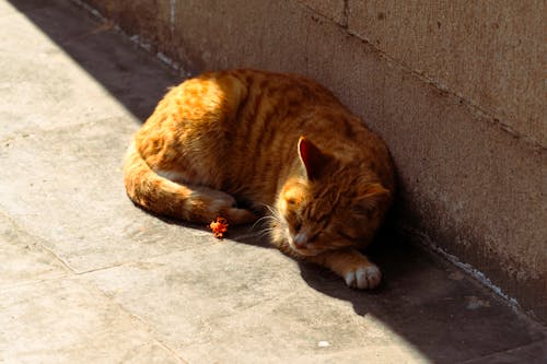 Ginger Cat Sleeping on Pavement