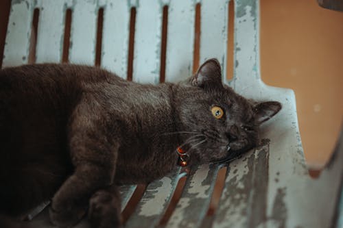 A gray cat laying on a chair