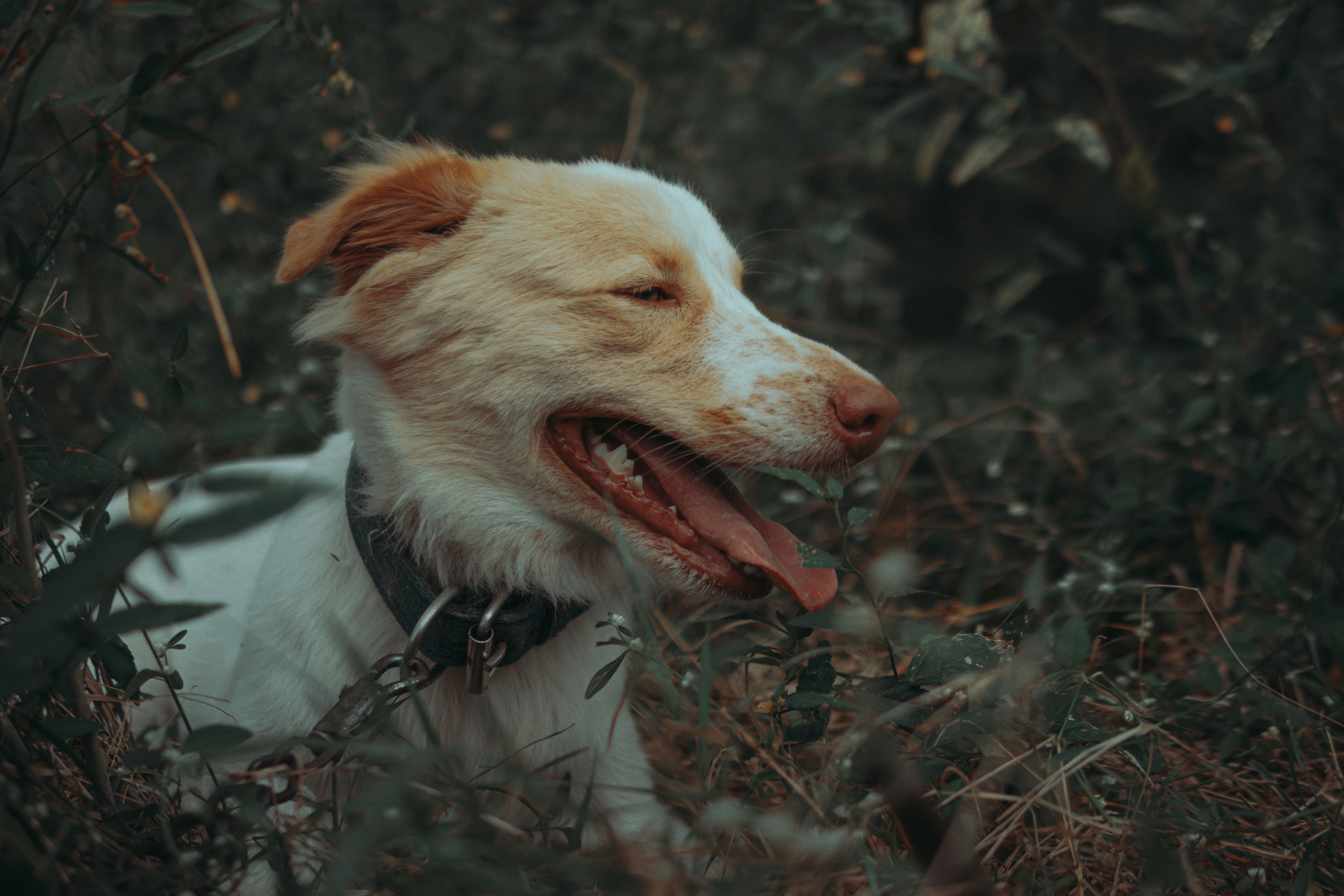 pet technology industry — Photo by Nothing Ahead on Pexels