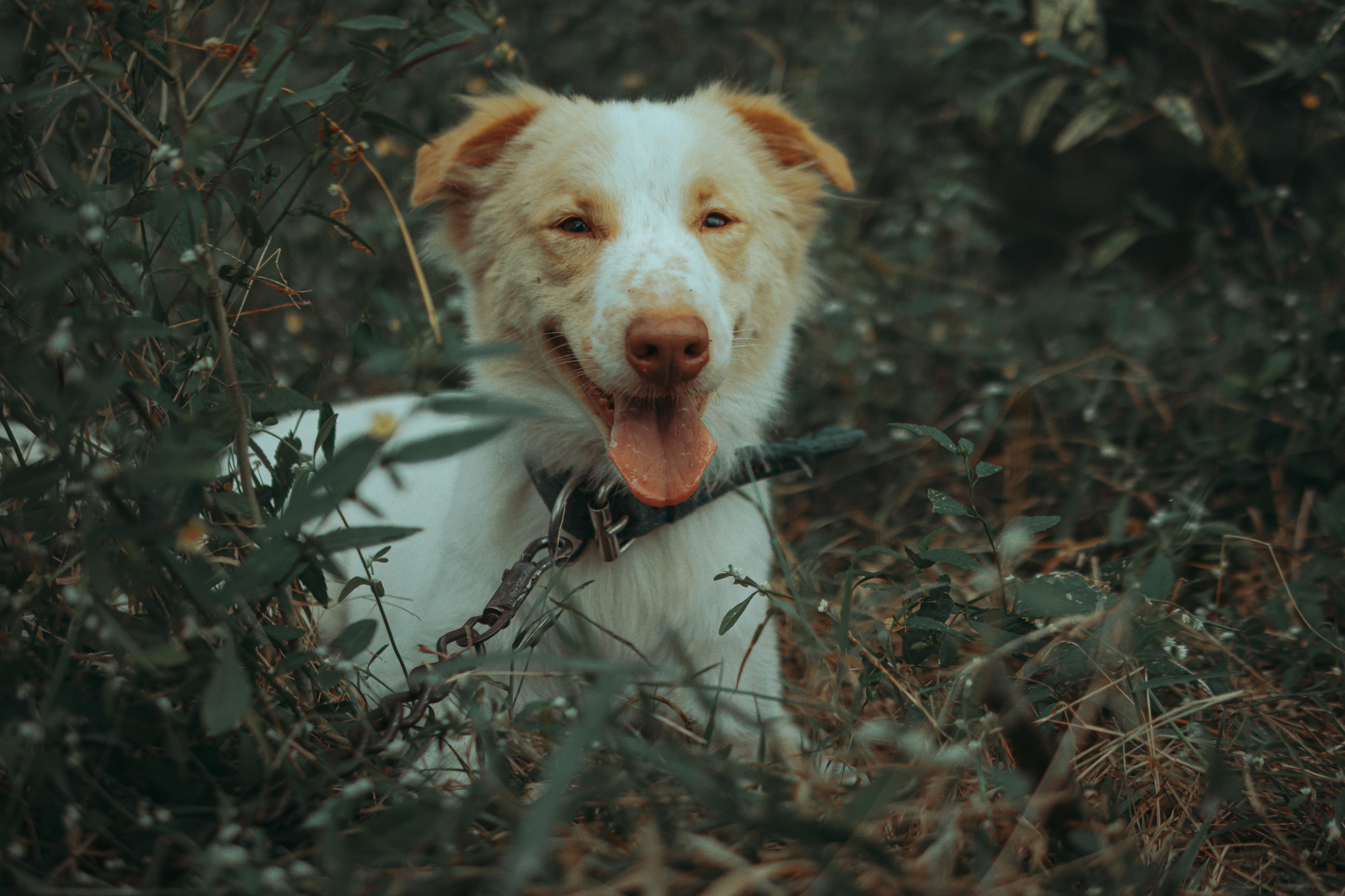 a dog in grass