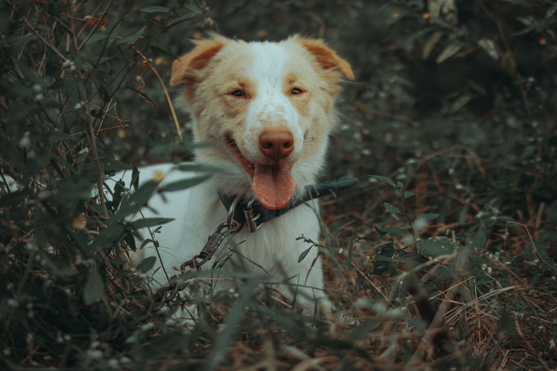 Portrait of a dog at a veterinary clinic