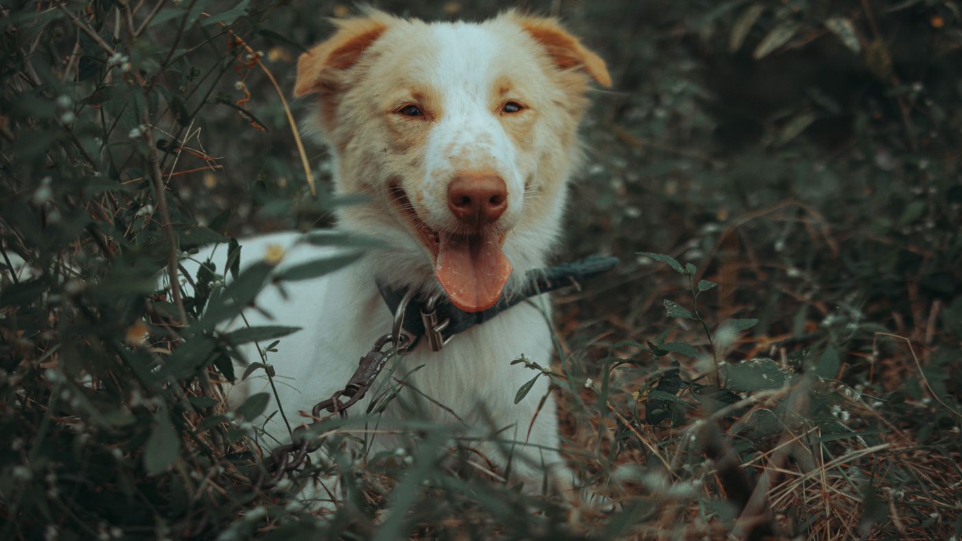 My Dog Keeps Dragging His Bottom: What It Meant