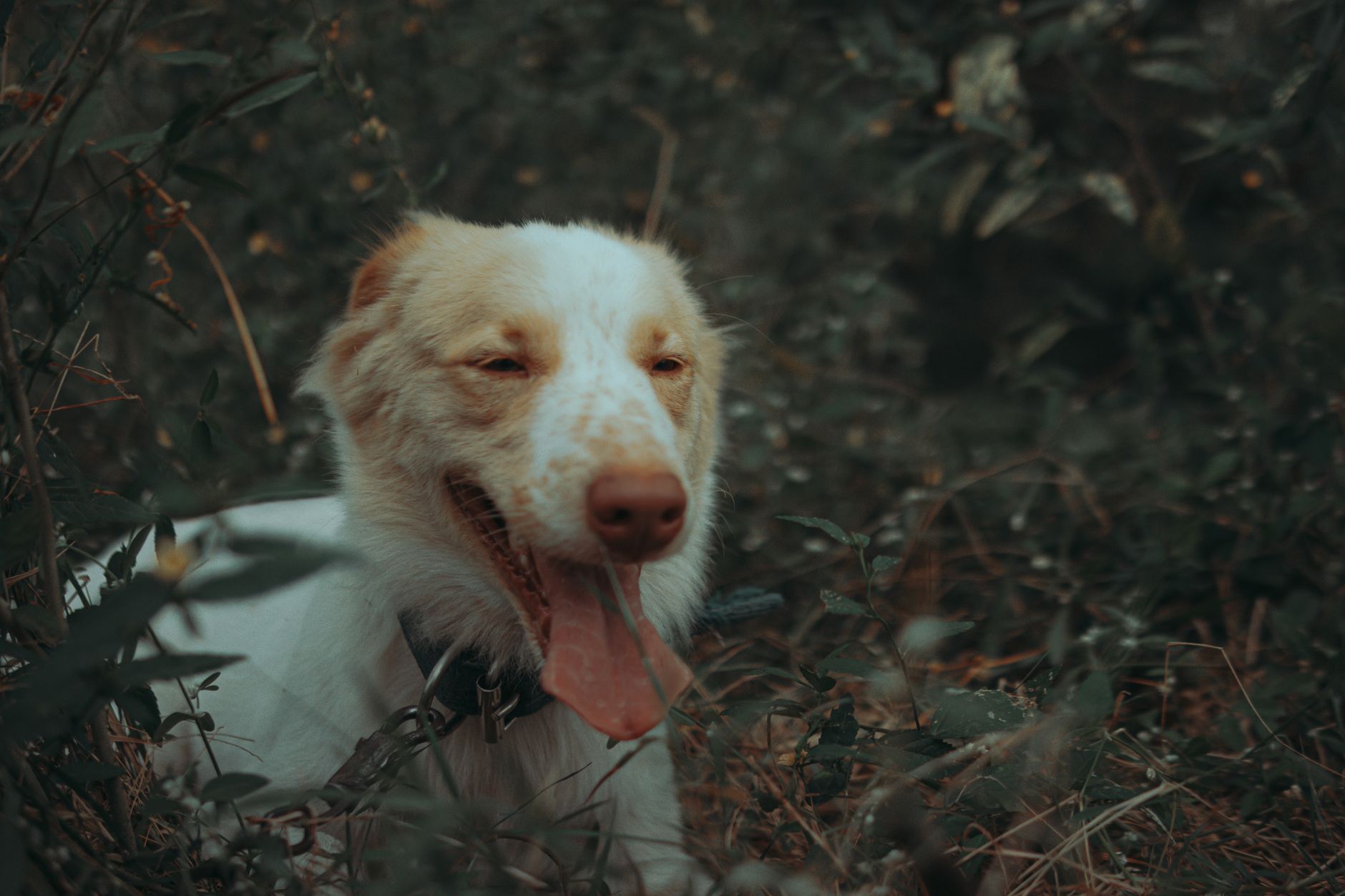Portrait of a dog at a veterinary clinic