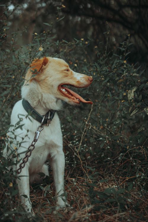 Free Charming dog with leash sitting in lush greenery, joyful expression on its face. Stock Photo