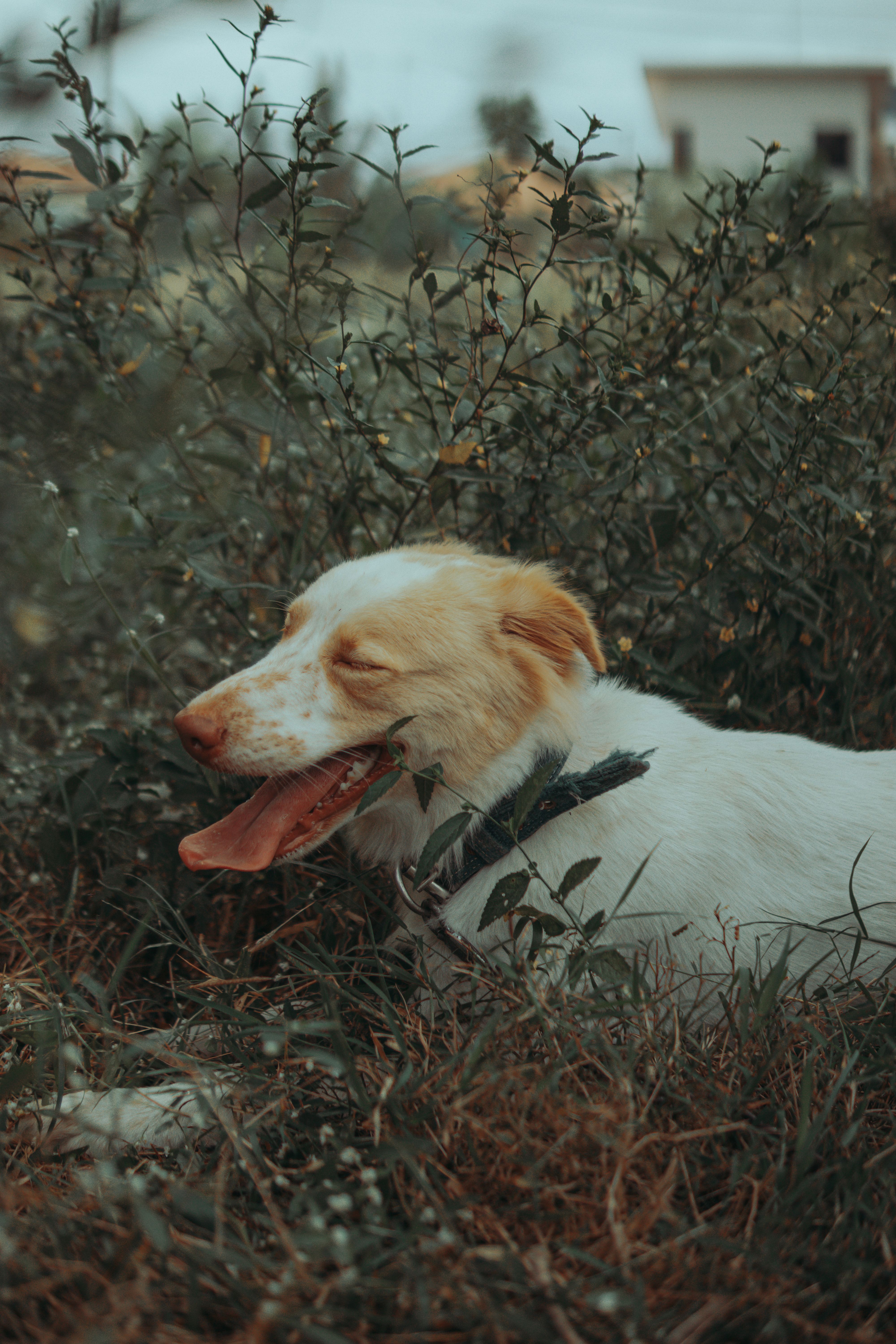 A dog laying in the grass with its tongue out · Free Stock Photo