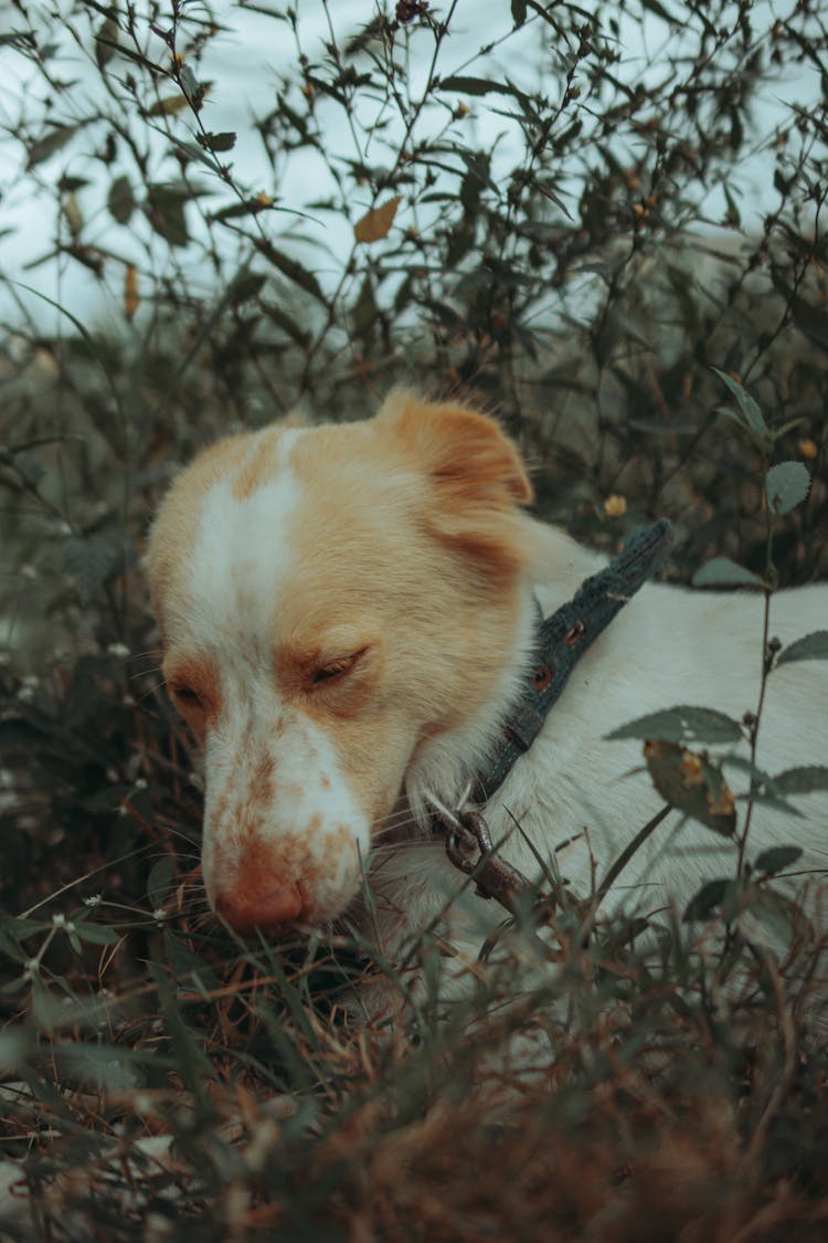 Dog On Leash In Shrub