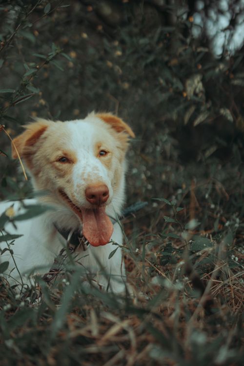 Free A cheerful dog relaxing in nature, surrounded by lush greenery, portraying calmness and joy. Stock Photo