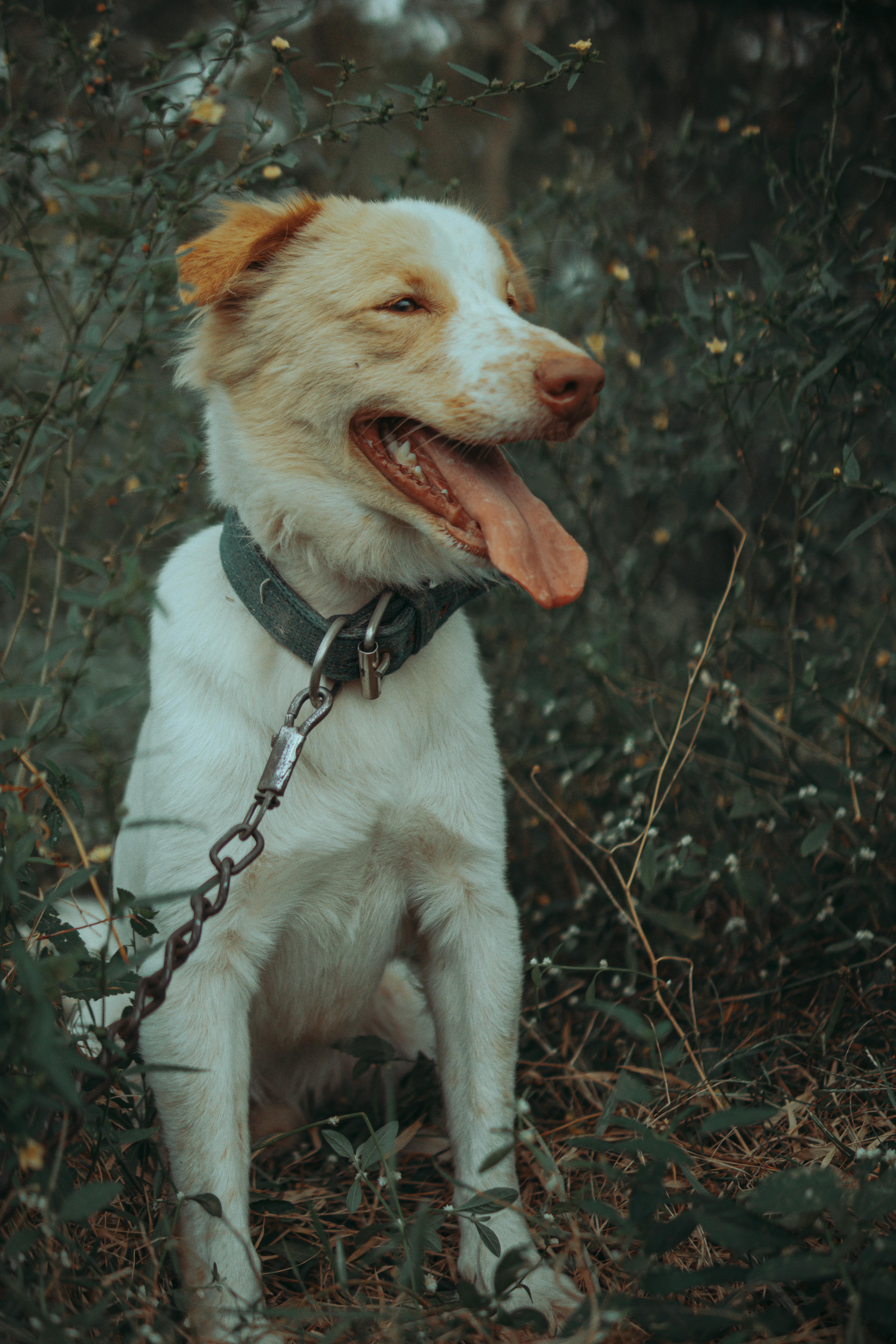 white and brown dog with a chain around his neck