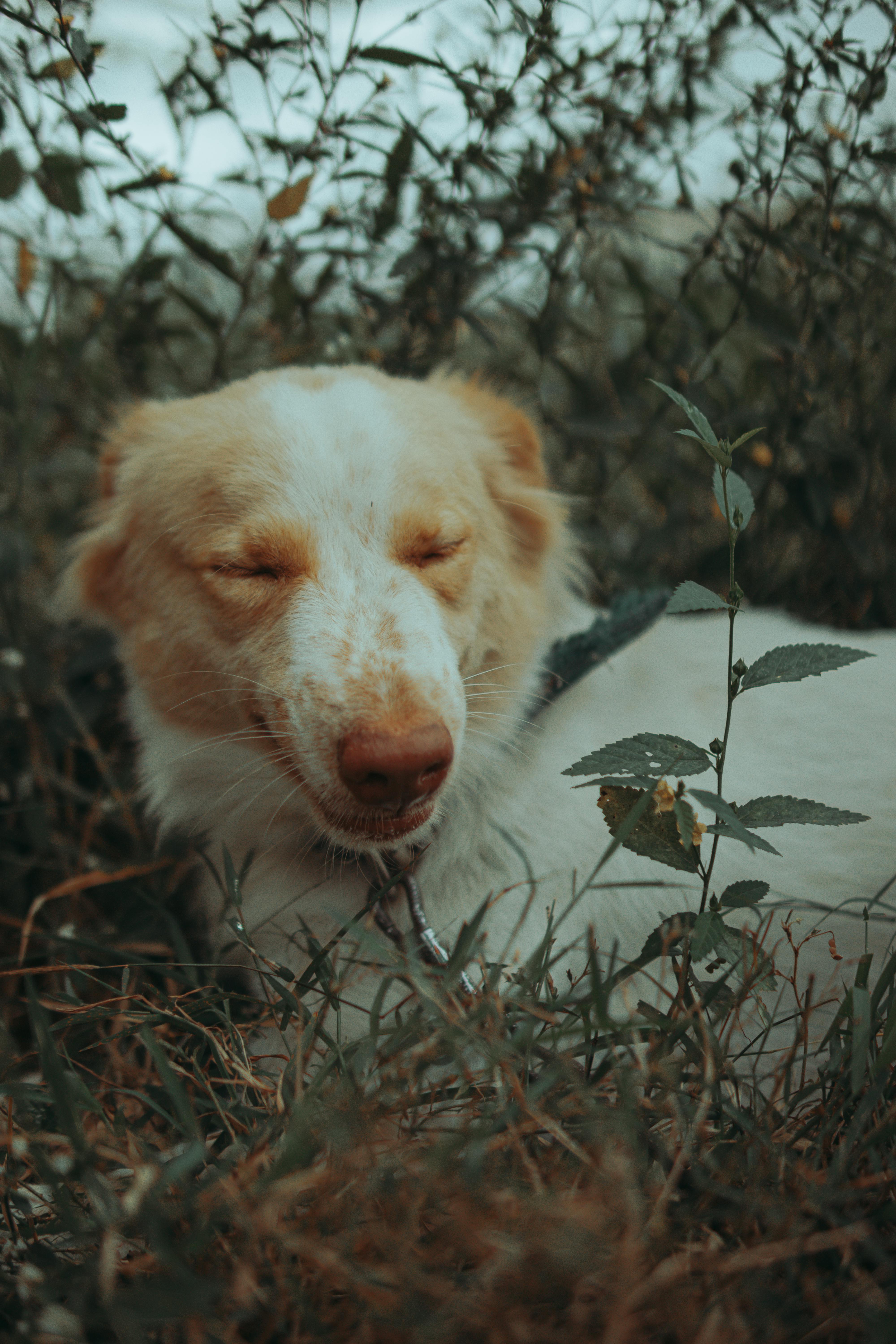 Why Do Dogs Have Wet Noses? Discover The Surprising Truth! 2 Top 5 Reasons Your Dog’s Nose Is Wet: Uncovering the Hidden Benefits