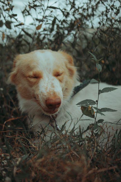 Free Adorable dog with eyes closed, lying in lush grass and foliage in a tranquil outdoor setting. Stock Photo