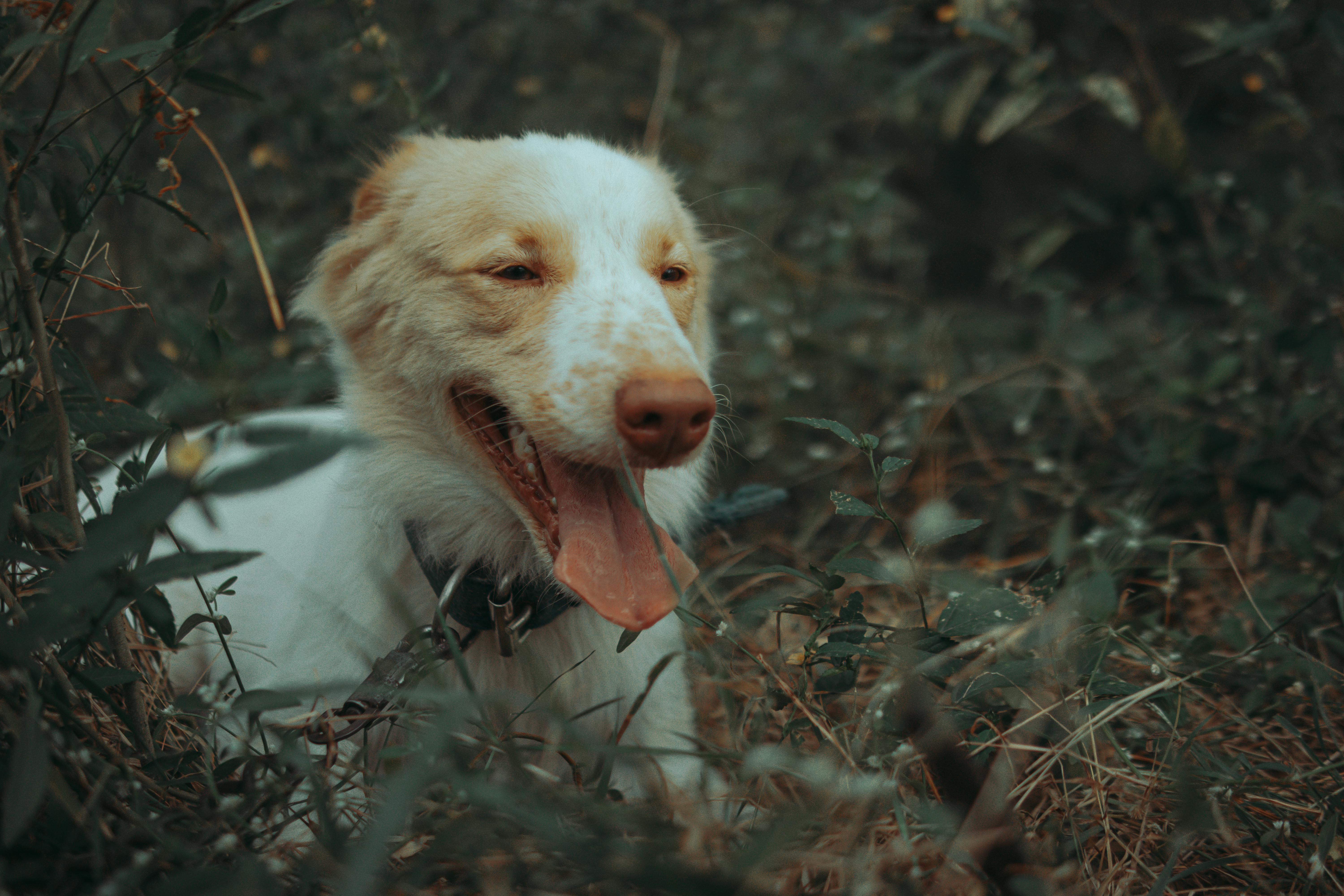 Close-up of a Dog Lying on the Grass