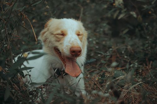 Free A joyful dog with closed eyes and tongue out, surrounded by greenery outdoors. Stock Photo