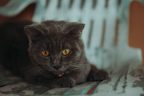 Základová fotografie zdarma na téma detail, domácí mazlíček, fotografování zvířat