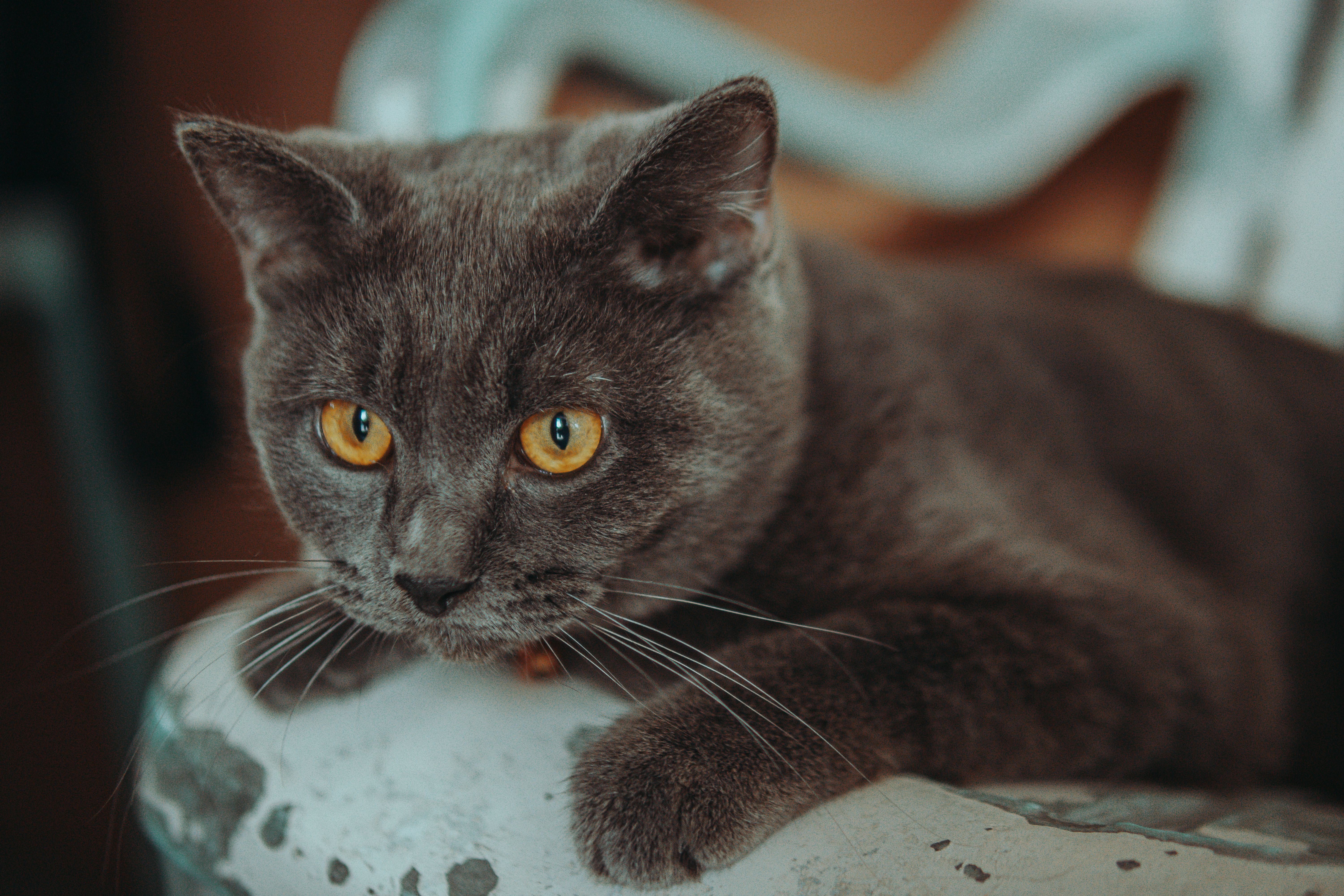 Portrait of a cat at a veterinary clinic