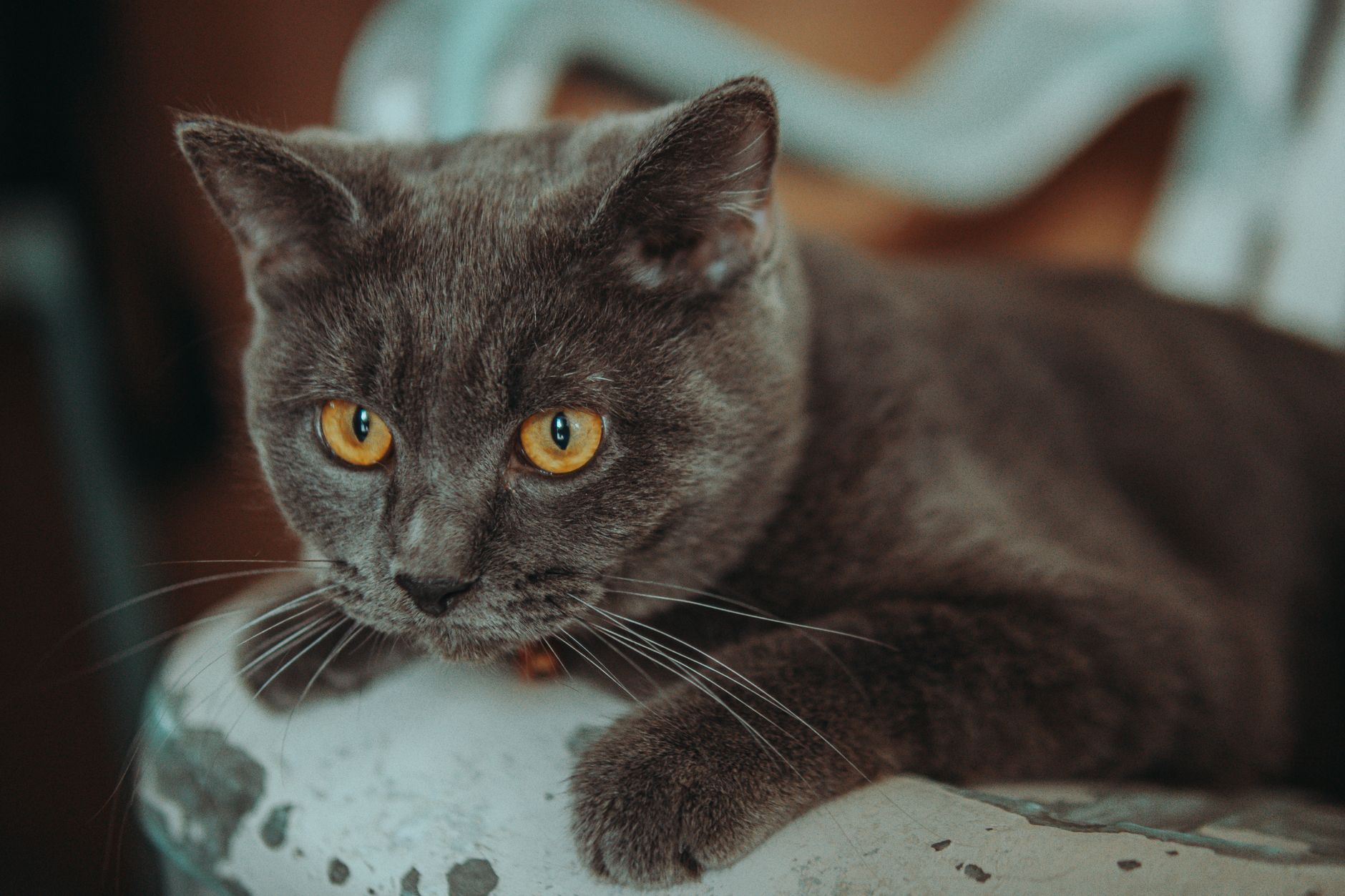 Portrait of a cat at a veterinary clinic