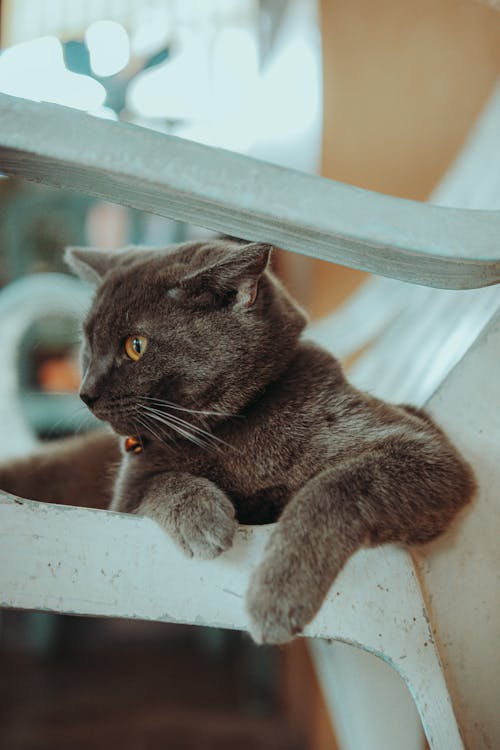 Grey Cat Lying on Stairs 
