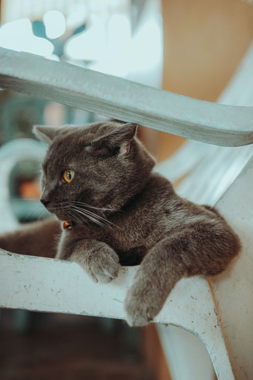 Free Cute grey cat lounging on stairs with a cozy and relaxed expression. Stock Photo