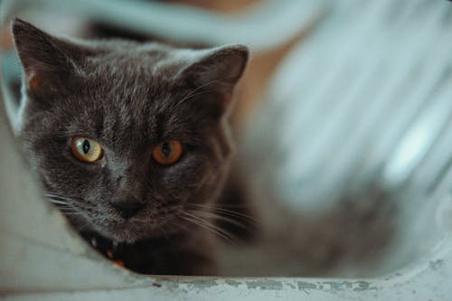 A gray cat with yellow eyes looking at the camera