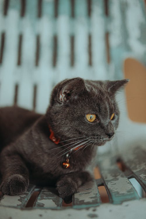 Gray Cat Lying Down