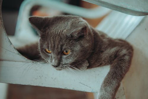 Close-up of a British Shorthair Cat Lying on a Chair 